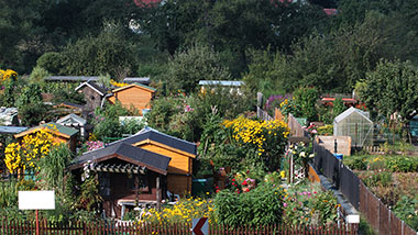 Blick auf eine Kleingartenanlage