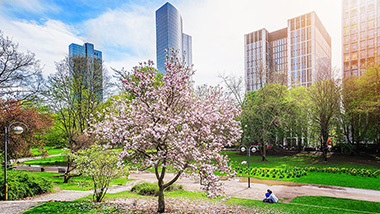 Ein Park mit einem Kirschbaum in der Blüte vor der Skyline von Frankfurt am Main